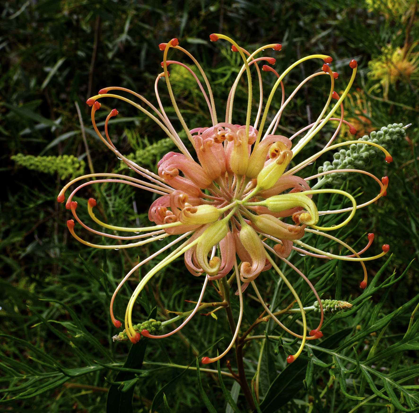 Grevillea, Peaches and Cream